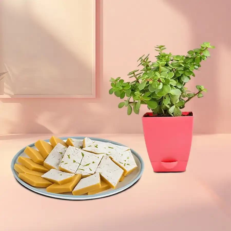 Saffron Delight and Lucky Jade Plant Combo