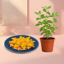 Saffron Cashew Delights with Sacred Tulsi 1