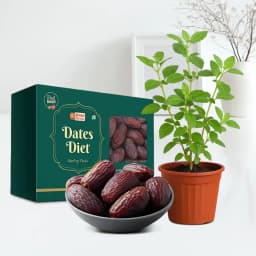 Nourishing Date and Holy Basil Duo 1