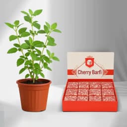 Charming Cherry Delight with Tulsi Companion 1