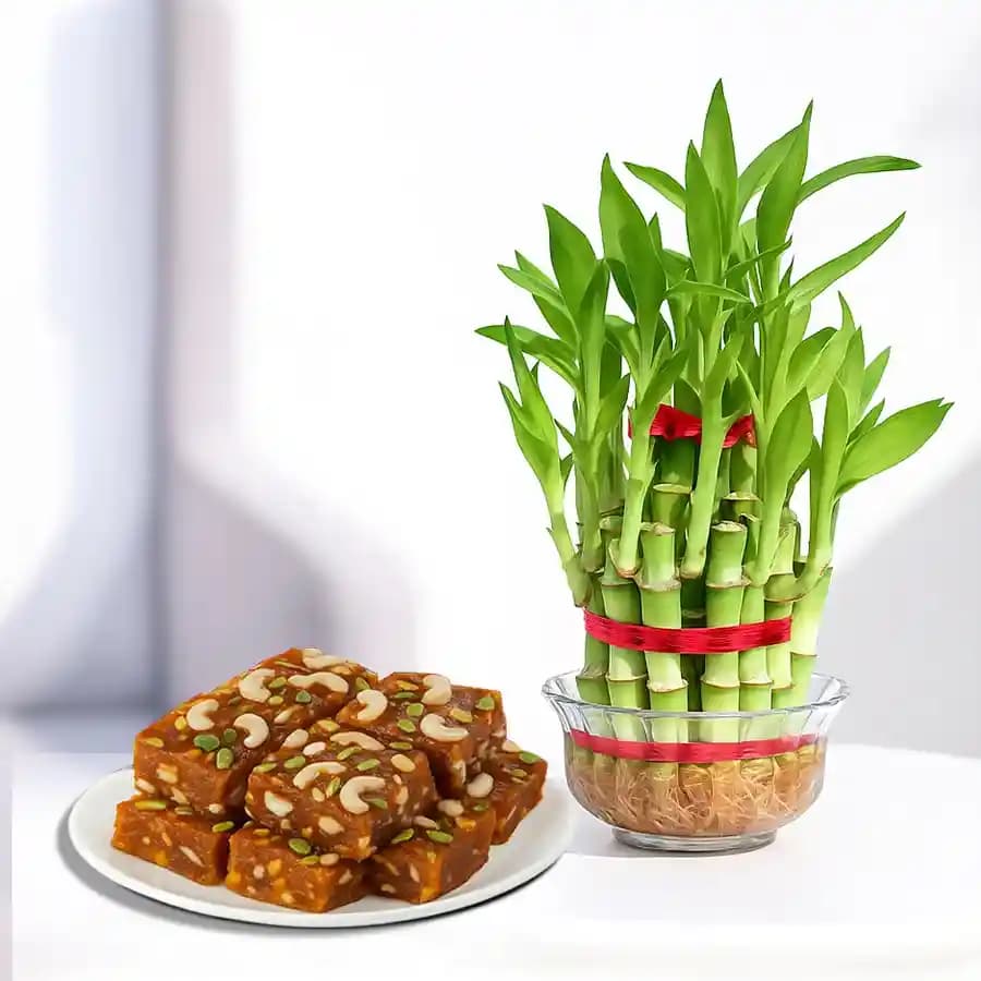 Kaju Delight With Prosperity Bamboo
