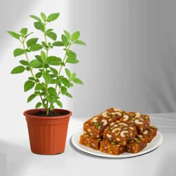 Divine Kaju Halwa with Sacred Tulsi 1