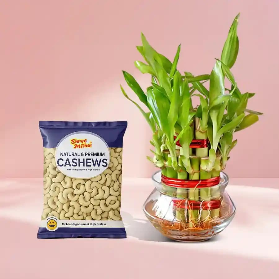 Kaju King from Shree Mithai with Lucky Bamboo Plant