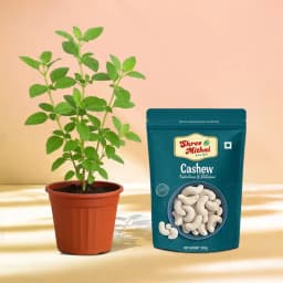 Kaju King from Shree Mithai with a Tulsi Plant 1