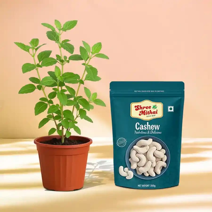 Kaju King from Shree Mithai with a Tulsi Plant