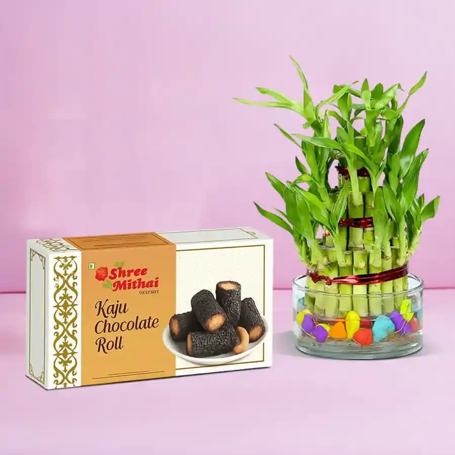 Kaju Choco Roll from Shree Mithai with Lucky Bamboo Plant