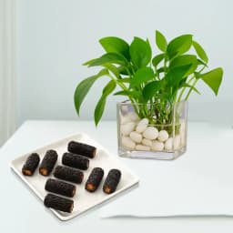 Kaju Choco Roll from Shree Mithai with a Money Plant in Glass Pot 1