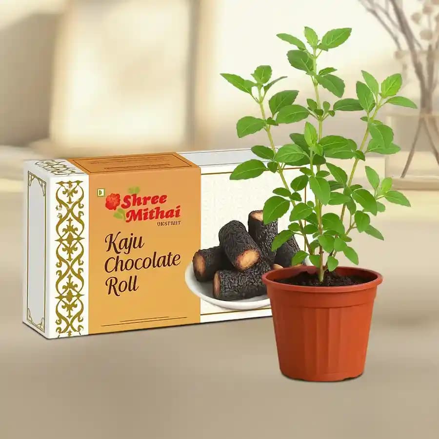 Kaju Choco Roll from Shree Mithai with a Tulsi Plant