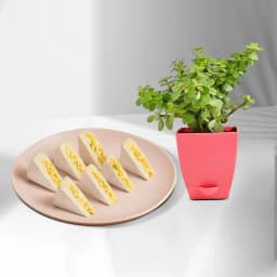 Kaju King from Shree Mithai with a Jade Plant in plastic pot 1