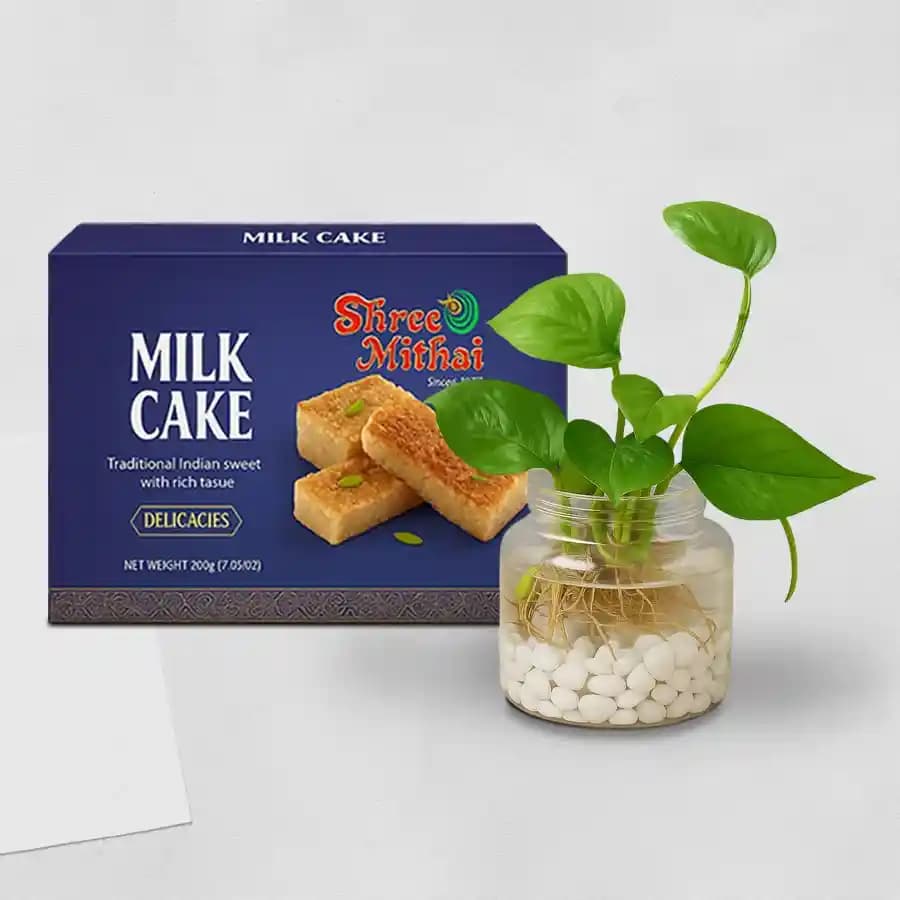 Milk Cake from Shree Mithai with Money Plant in Glass Pot