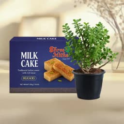 Milk Cake from Shree Mithai with Jade Plant in Plastic Pot 1