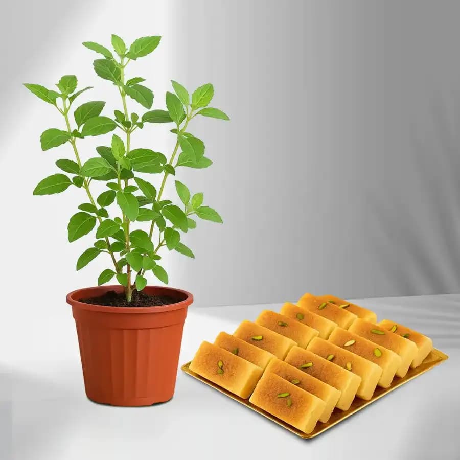 Milk Cake from Shree Mithai with a Tulsi Plant