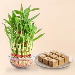 Royal Almond Treat from Shree Mithai with Lucky Bamboo Plant 1