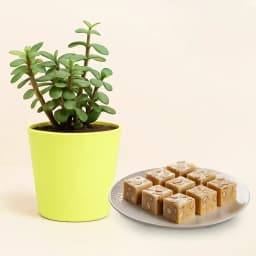 Royal Almond Treat from Shree Mithai with Jade Plant in Plastic Pot 1