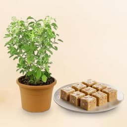 Royal Almond Treat from Shree Mithai with a Tulsi Plant 1