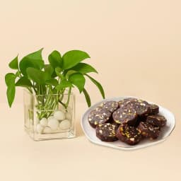 Dry Fruit Dates Roll from Shree Mithai with Money Plant in Glass Pot 1
