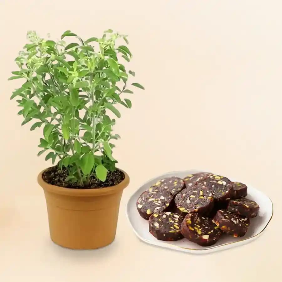 Dry Fruit Dates Roll from Shree Mithai with a Tulsi Plant