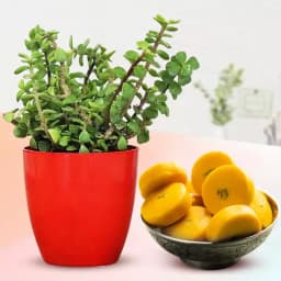 Kesar Peda from Sri Krishna Sweets with a Jade Plant in Plastic Pot 1