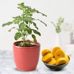 Kesar Peda from Sri Krishna Sweets with a Tulsi Plant 1