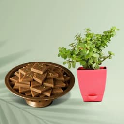 Karupatti Katli from Sri Krishna Sweets with a Jade Plant in Plastic Pot 1