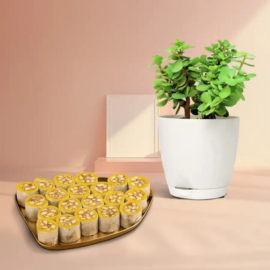 Dry Fruit Honey Dew from Adyar Ananda Bhawan with a Jade Plant in Plastic Pot