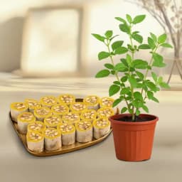 Dry Fruit Honey Dew from Adyar Ananda Bhawan with a Tulsi Plant 1