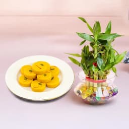 Kesar Peda from Dadus with Lucky Bamboo Plant 1