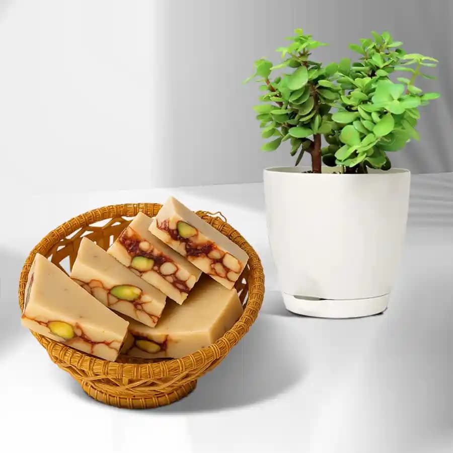 DryFruit Katli from G Pulla Reddy with Jade Plant