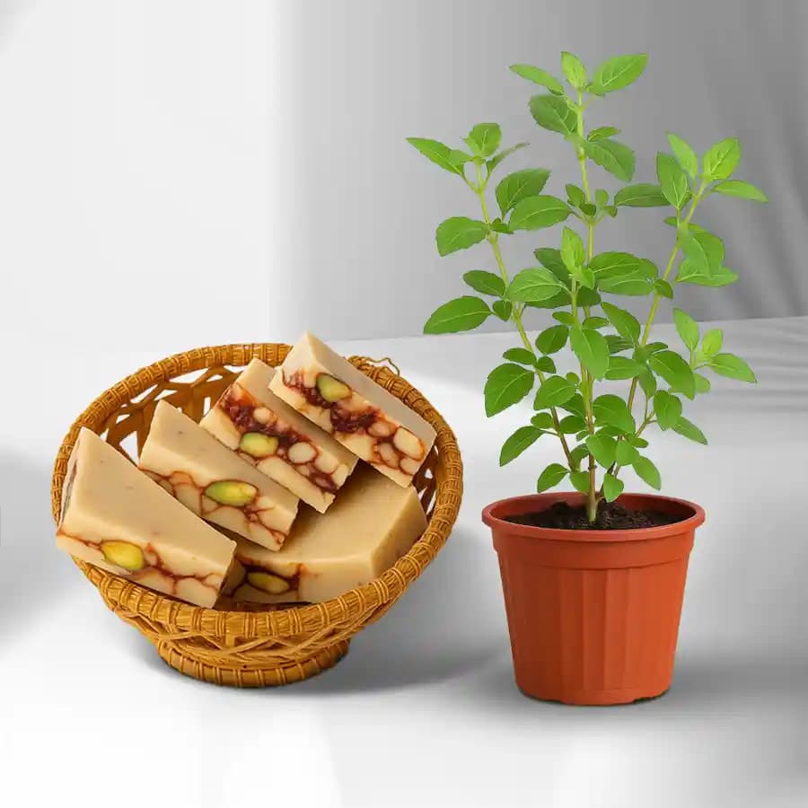 DryFruit Katli from G Pulla Reddy with Tulsi Plant