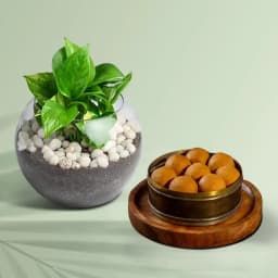 Bellam Sunni Laddu from Almond House with Money Plant 1