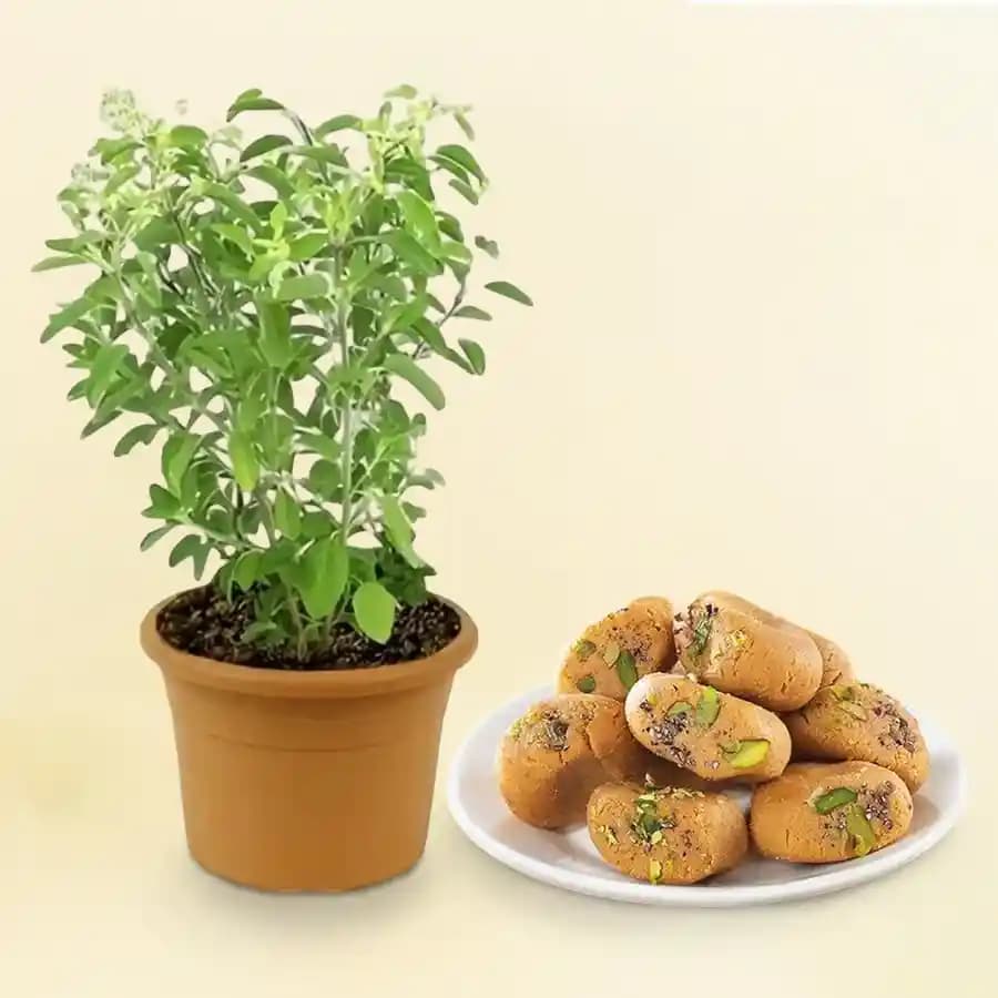 Tulsi Infused Mathura Sweets
