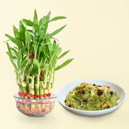 Delicious Dudhi Halwa with Serene Bamboo Plant 1