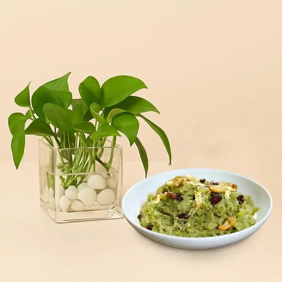Decadent Dudhi Halwa with a Lively Plant Gift