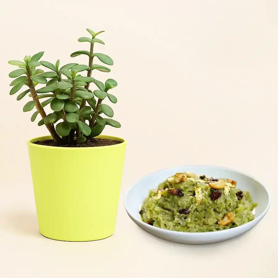 Delightful Dudhi Halwa & Lush Jade Plant