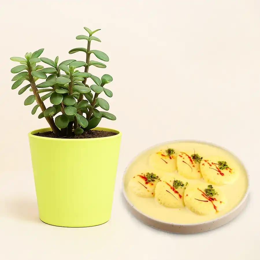 Decadent Rasmalai Delight with Lucky Jade Plant