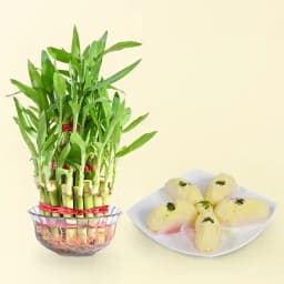 Charming Chum Chum Delight with Lucky Bamboo 1