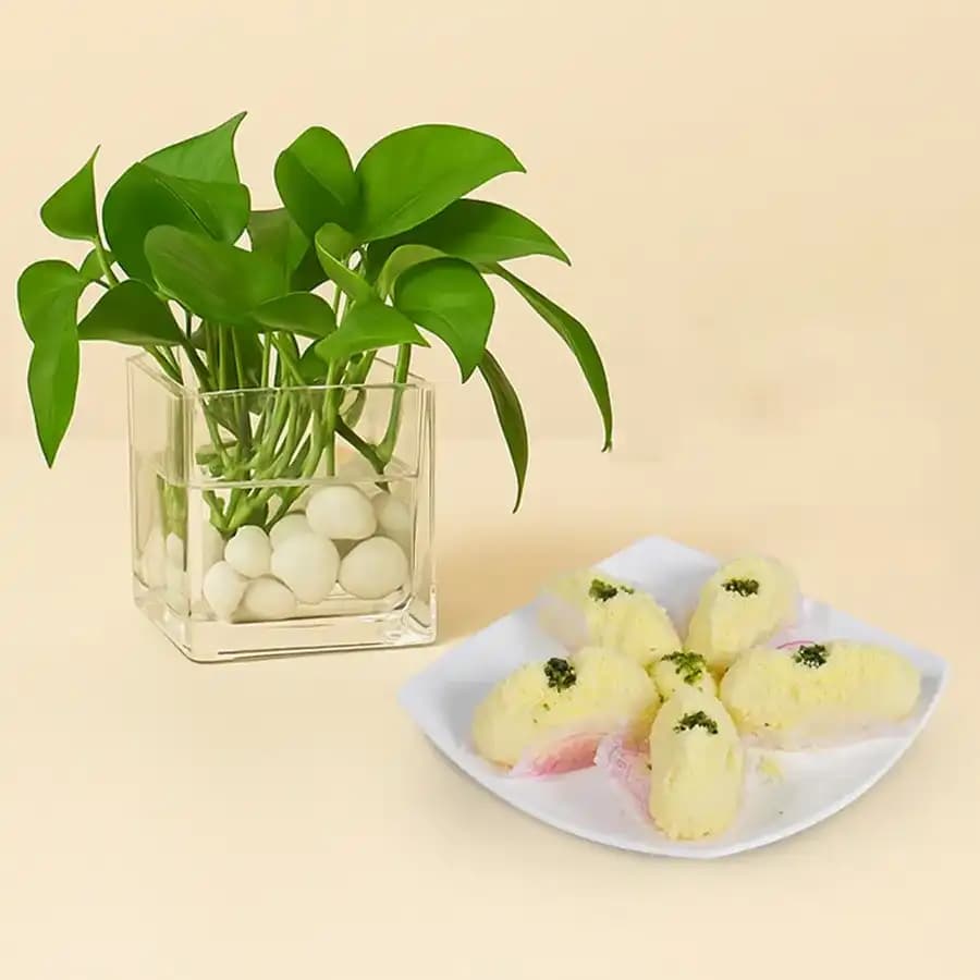 Sweet Harmony: Malai Chum Chum and Lucky Plant