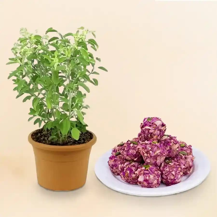 Elegant Rose Almond Delight with Wellness Tulsi