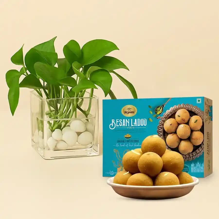 Traditional Laddu & Evergreen Money Plant Duo