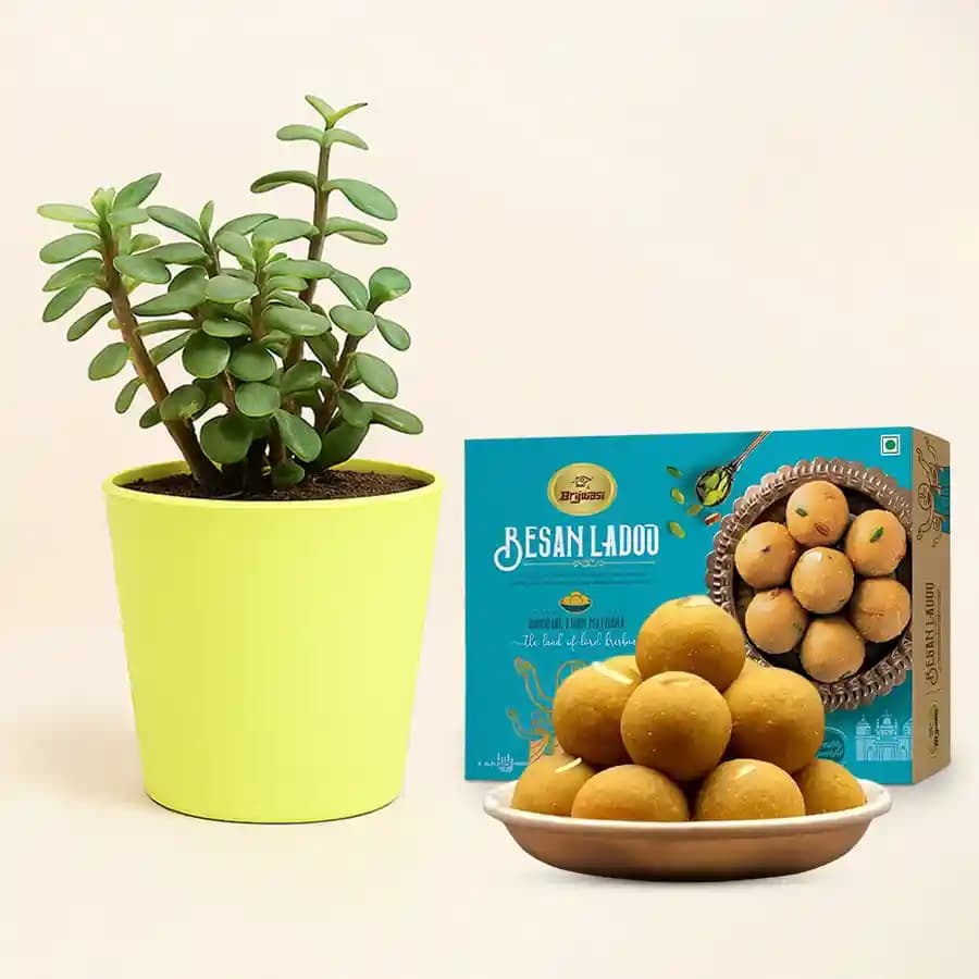 Luscious Laddu & Lush Jade Delight