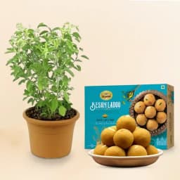 Heavenly Delights: Gulab Jamun & Basil 1