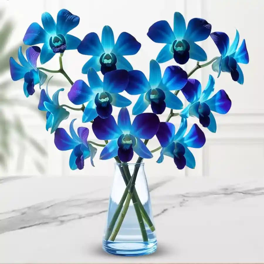 Enchanting Azure Orchid Display
