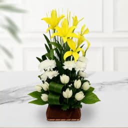 Vibrant Lily Harmony 1