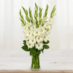 Artistic Display of White Gladiolus in a Glass Vase 1