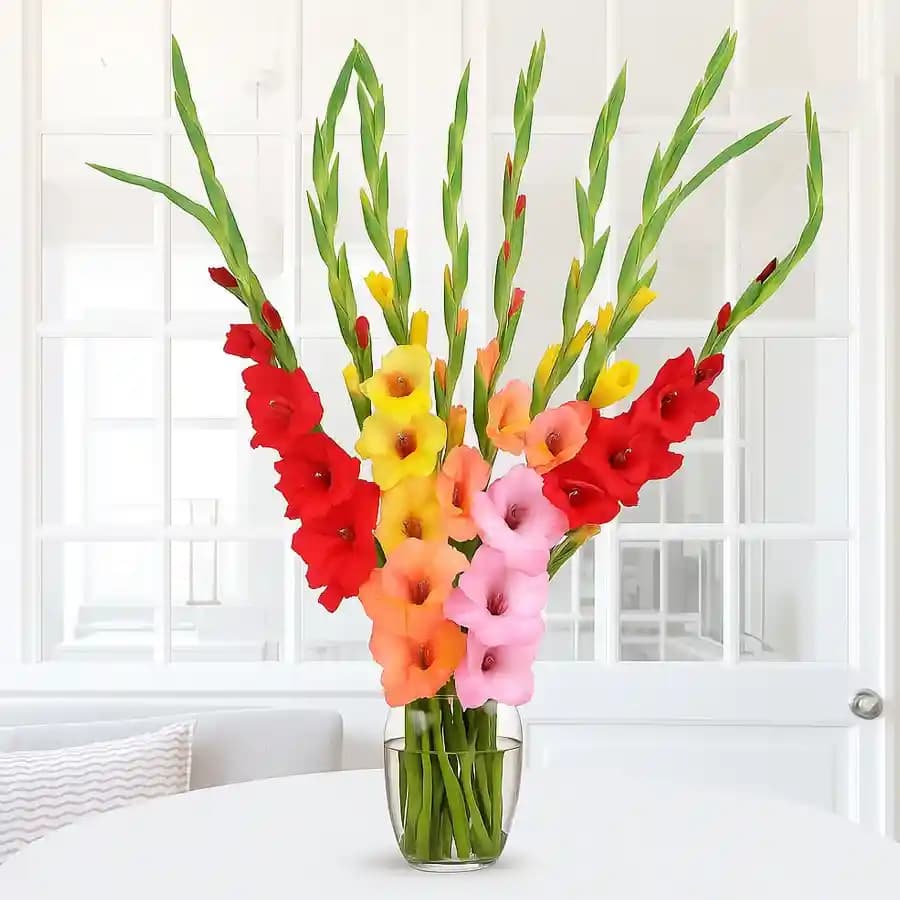 Breathtaking Mixed Color Gladiolus in Glass Vase