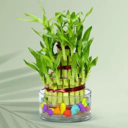 2 Tier Good Luck Bamboo Plant in Glass Pot for Mom 1