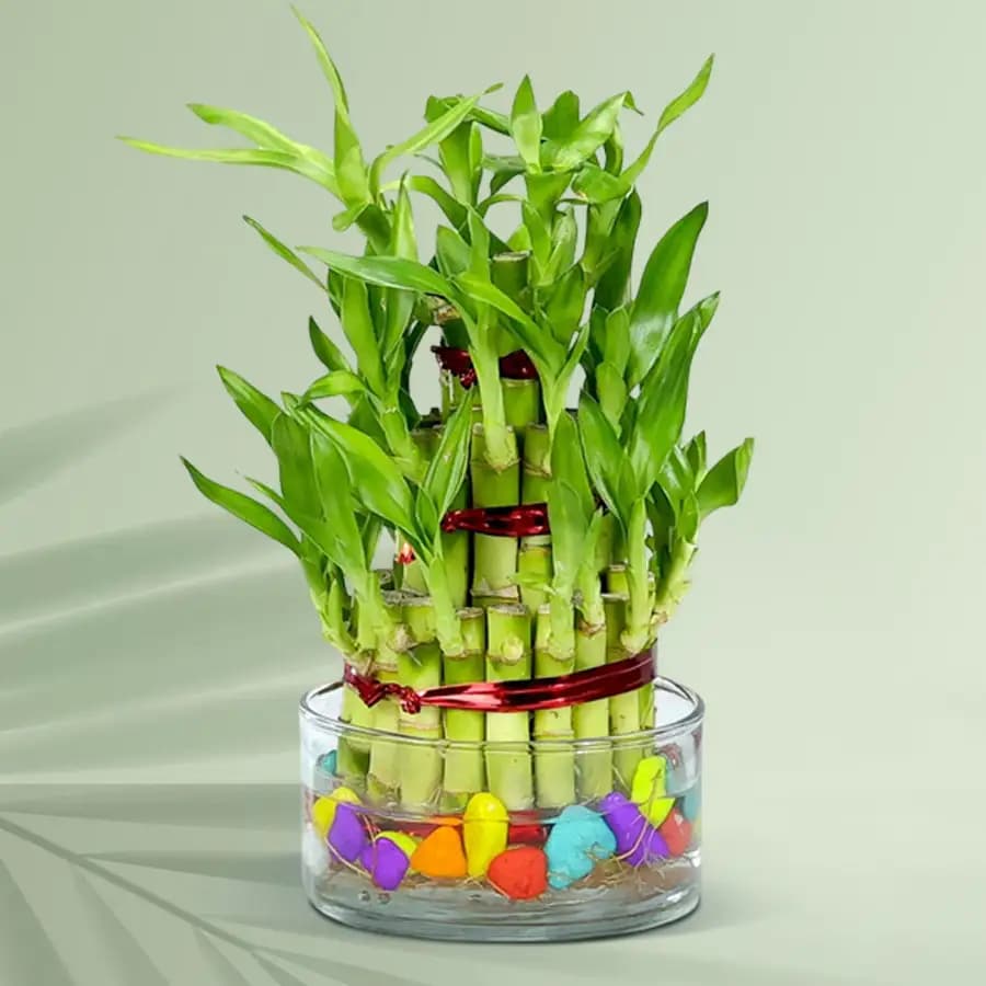 2 Tier Good Luck Bamboo Plant in Glass Pot for Mom