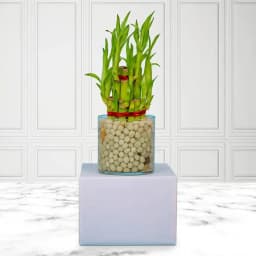 Tranquil Bamboo Arrangement in Stylish Glass Container 1