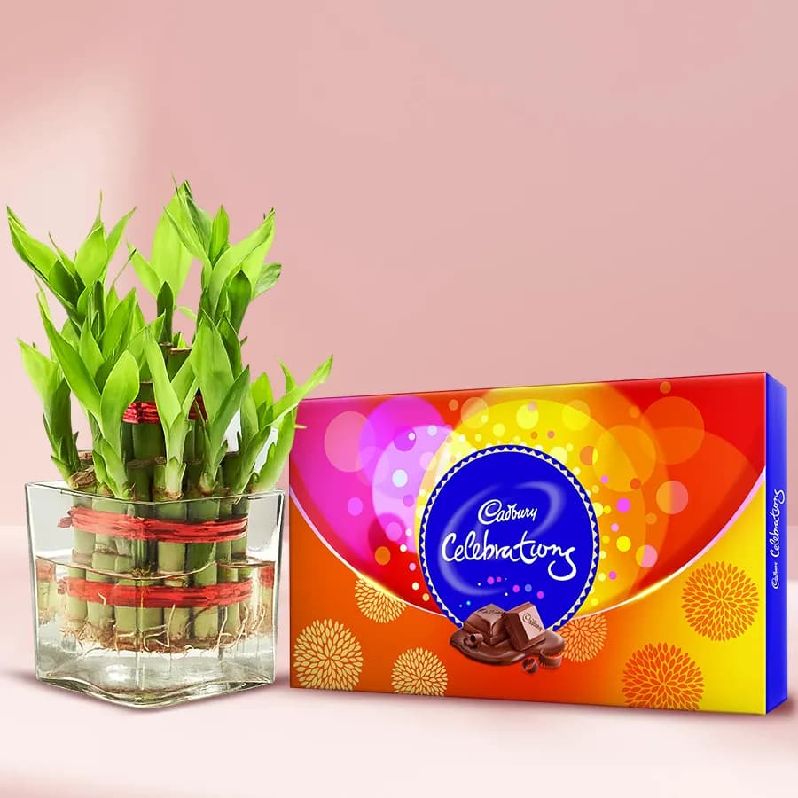 Delightful 2 Tier Lucky Bamboo Plant with Cadbury Celebrations Pack