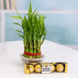 Serene Bamboo Delight with Gourmet Chocolates 1